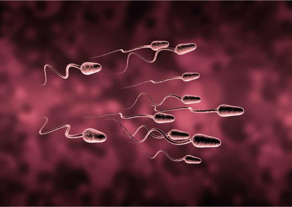 increase sperm count