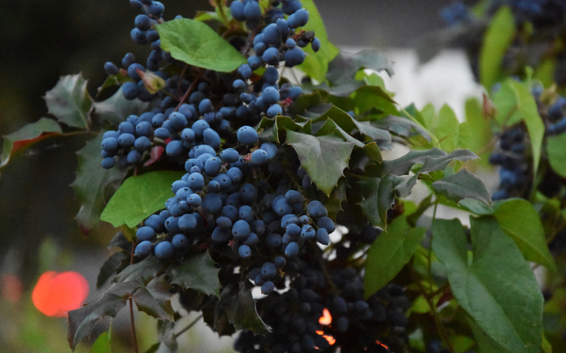 blue berry plants, rasayanam plant based vitamin b12, vitamin B12 Deficiency